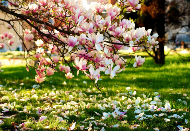 cvety-magnolii-butony-923895